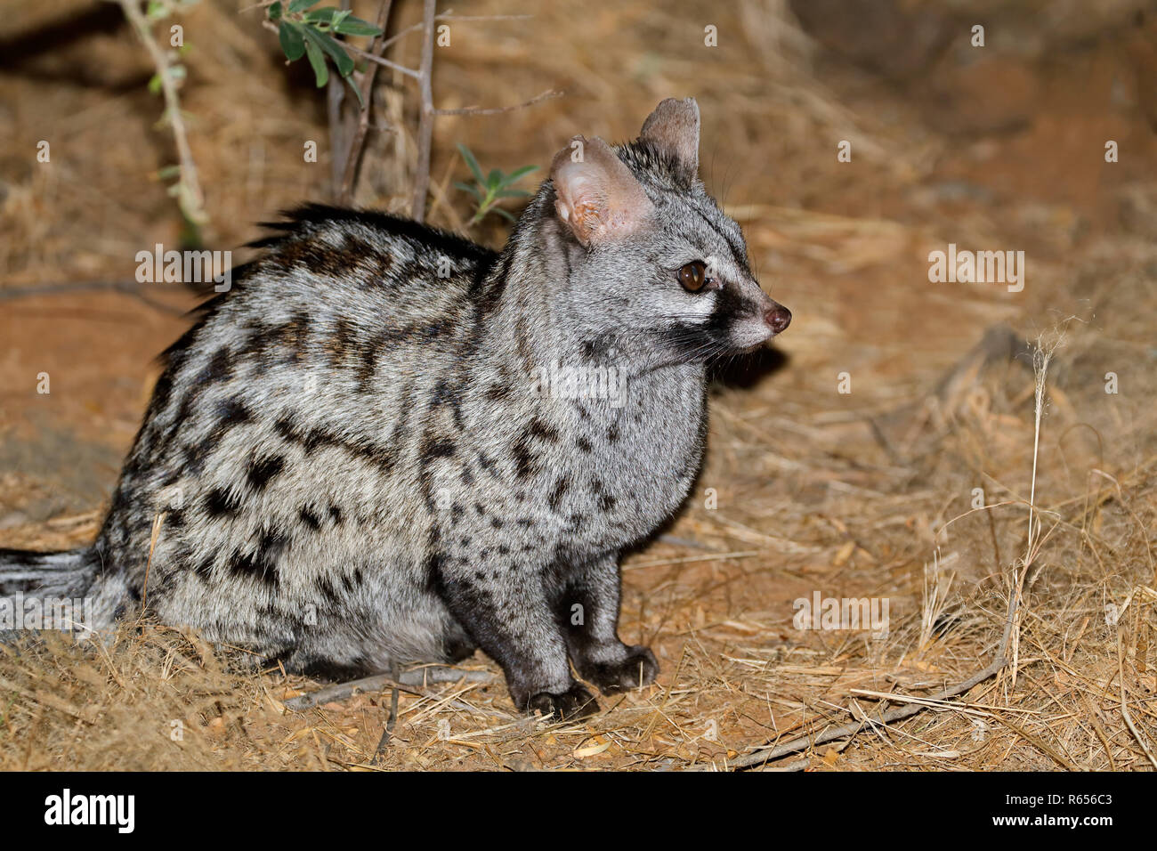 Large-spotted genet Stock Photo