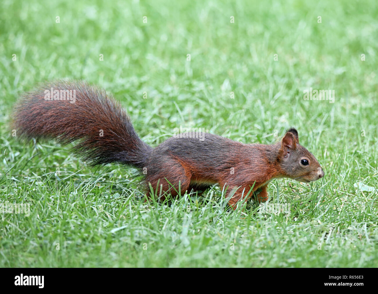 squirrel sciurus vulgaris hops through the grass Stock Photo