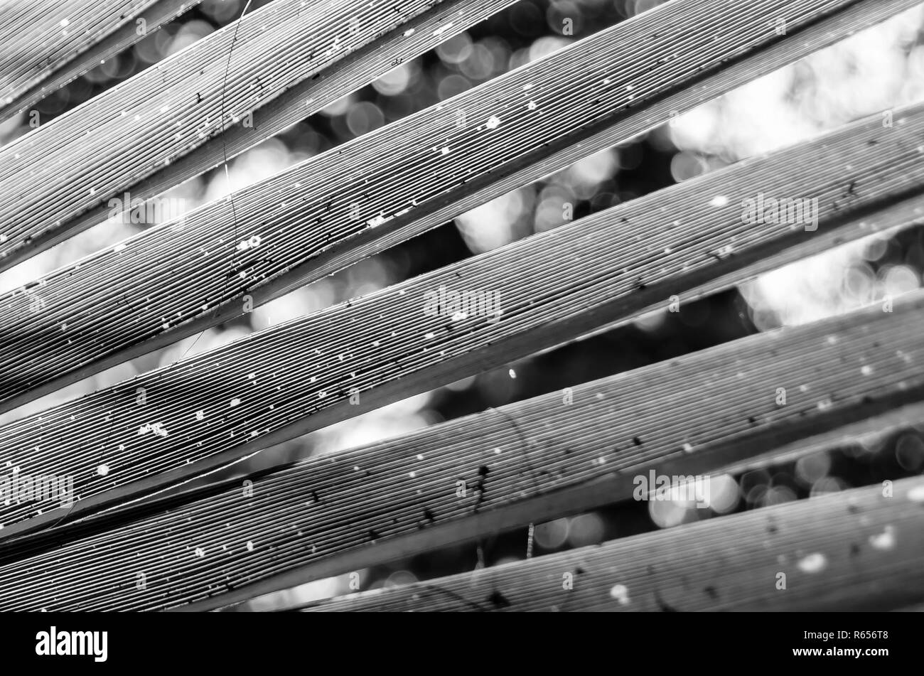 Black and white palm tree leaves Stock Photo - Alamy