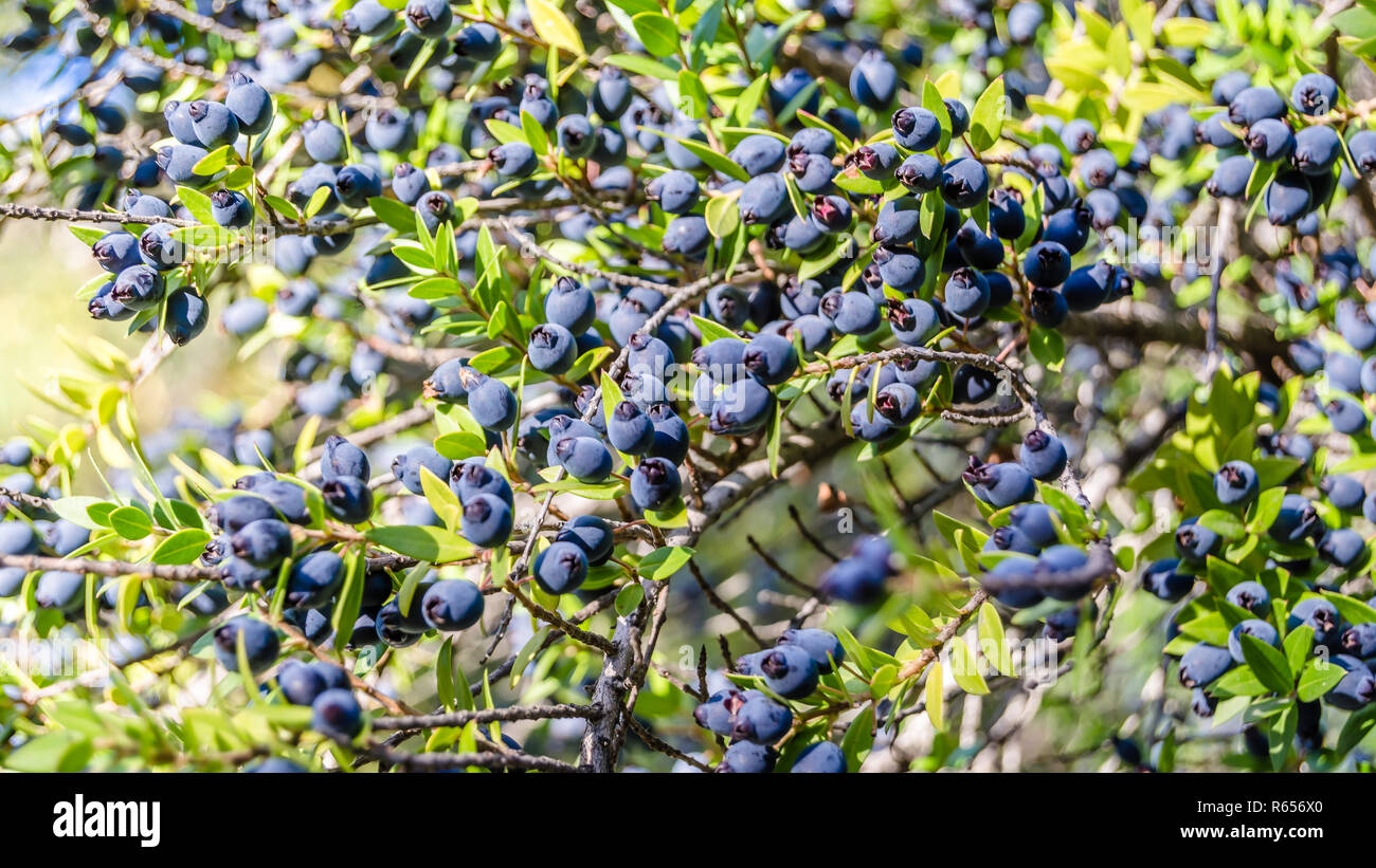 Mytle Berry Myrtus communis berries hi-res stock photography and images - Alamy