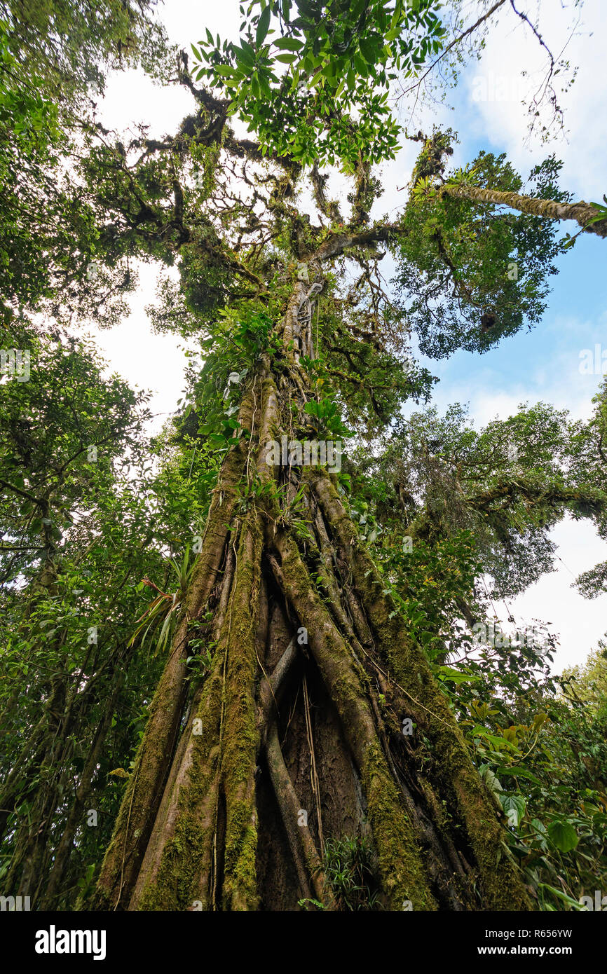 Strangler Fig Growing on a Old Tree Stock Photo