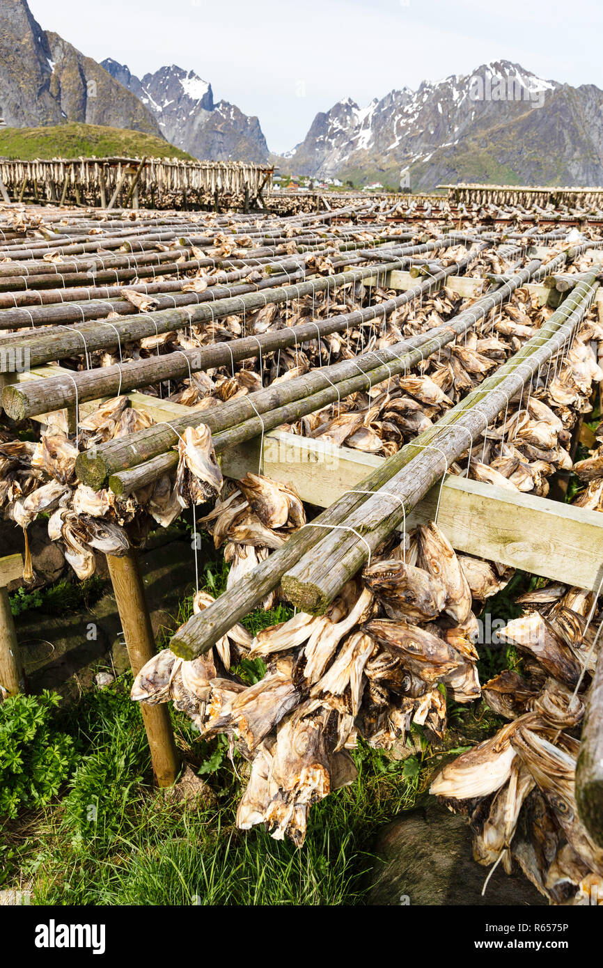 Split cod fish drying in the sun on wooden racks in the town of Reine