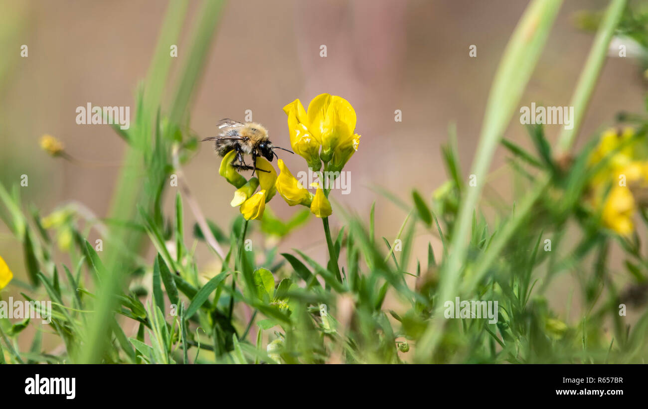 Shrill carder bee on Meadow Pea. Stock Photo