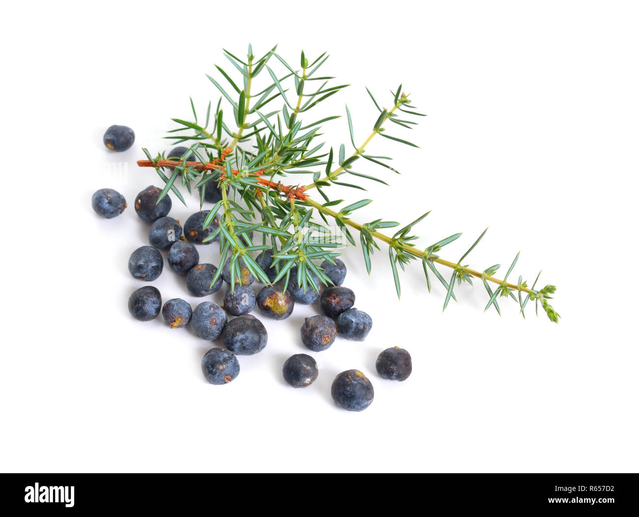 Cones and leaves of Juniperus communis isolated on white background. Stock Photo