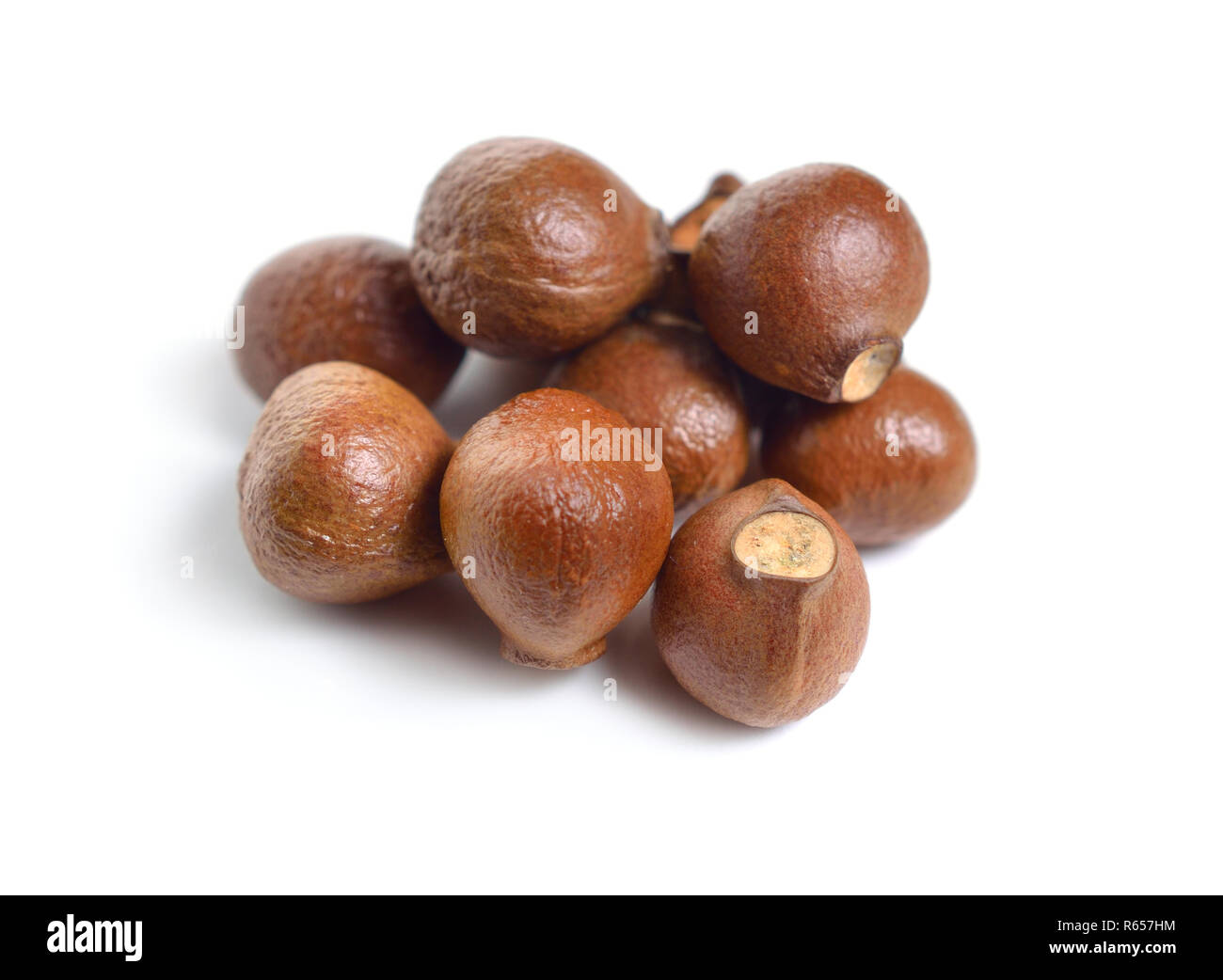 Nuts of Staphylea, or bladdernut. Isolated on white backgroumd. Stock Photo
