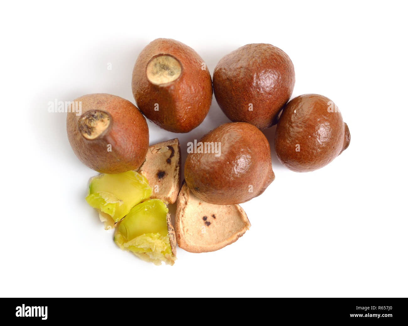 Nuts of Staphylea, or bladdernut. Isolated on white backgroumd. Stock Photo