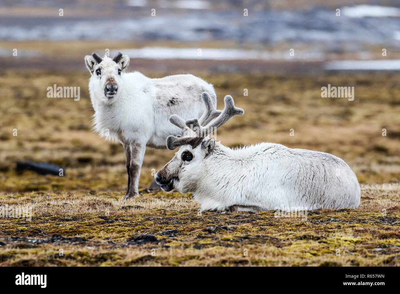 Svalbard reindeer, Rangifer tarandus, grazing at Russebuhkta, Edgeøya, Svalbard Archipelago, Norway. Stock Photo