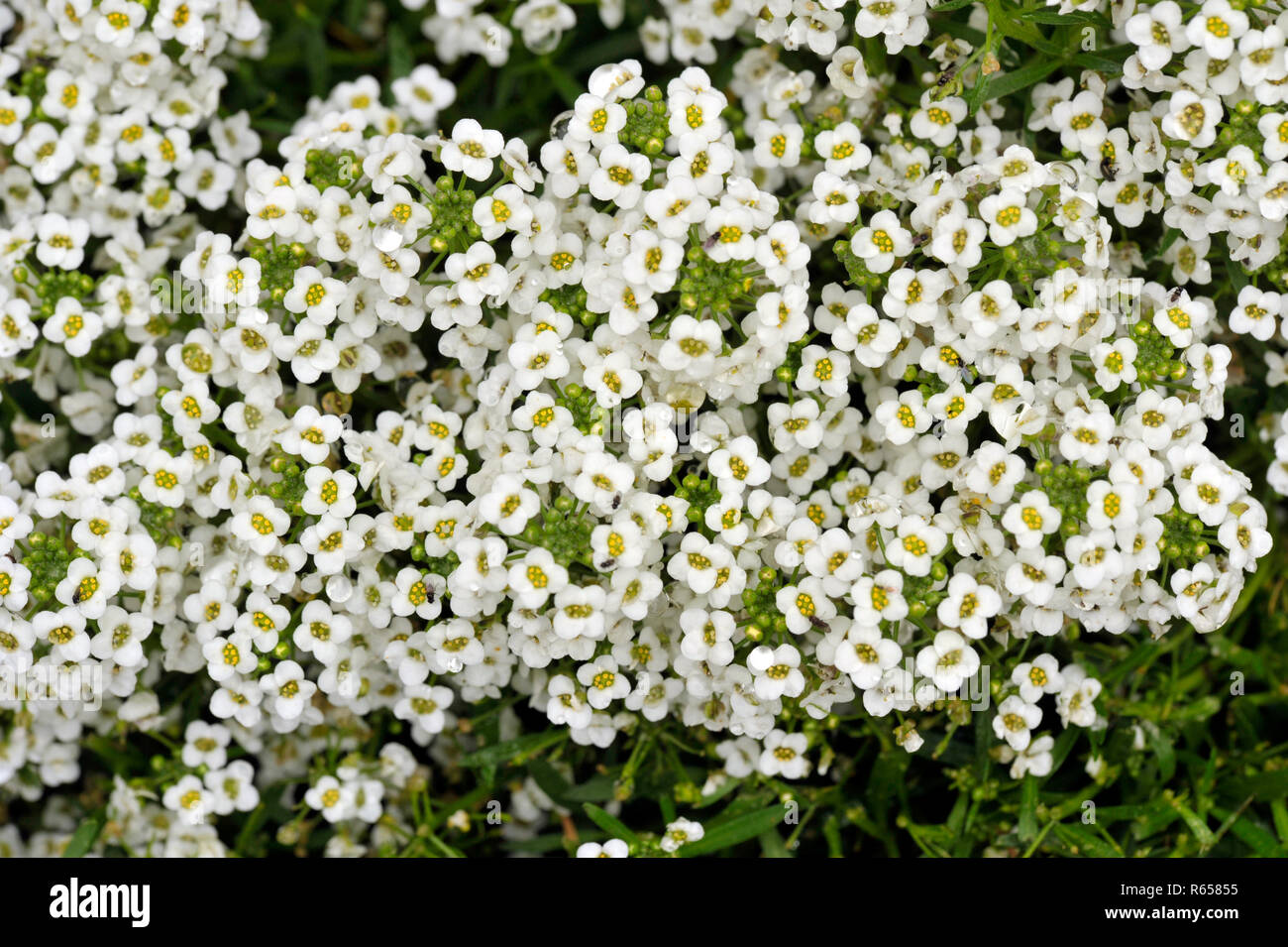 Alyssum 'Carpet of snow' flowers, Lobulara Maritima an annual plant