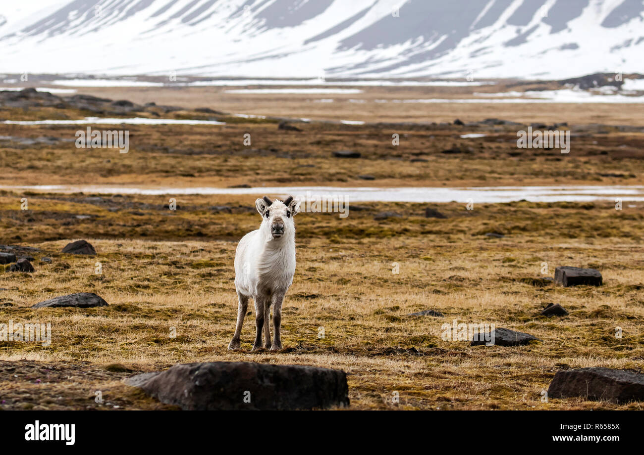 Curious Svalbard reindeer, Rangifer tarandus, at Russebuhkta, Edgeøya, Svalbard Archipelago, Norway. Stock Photo