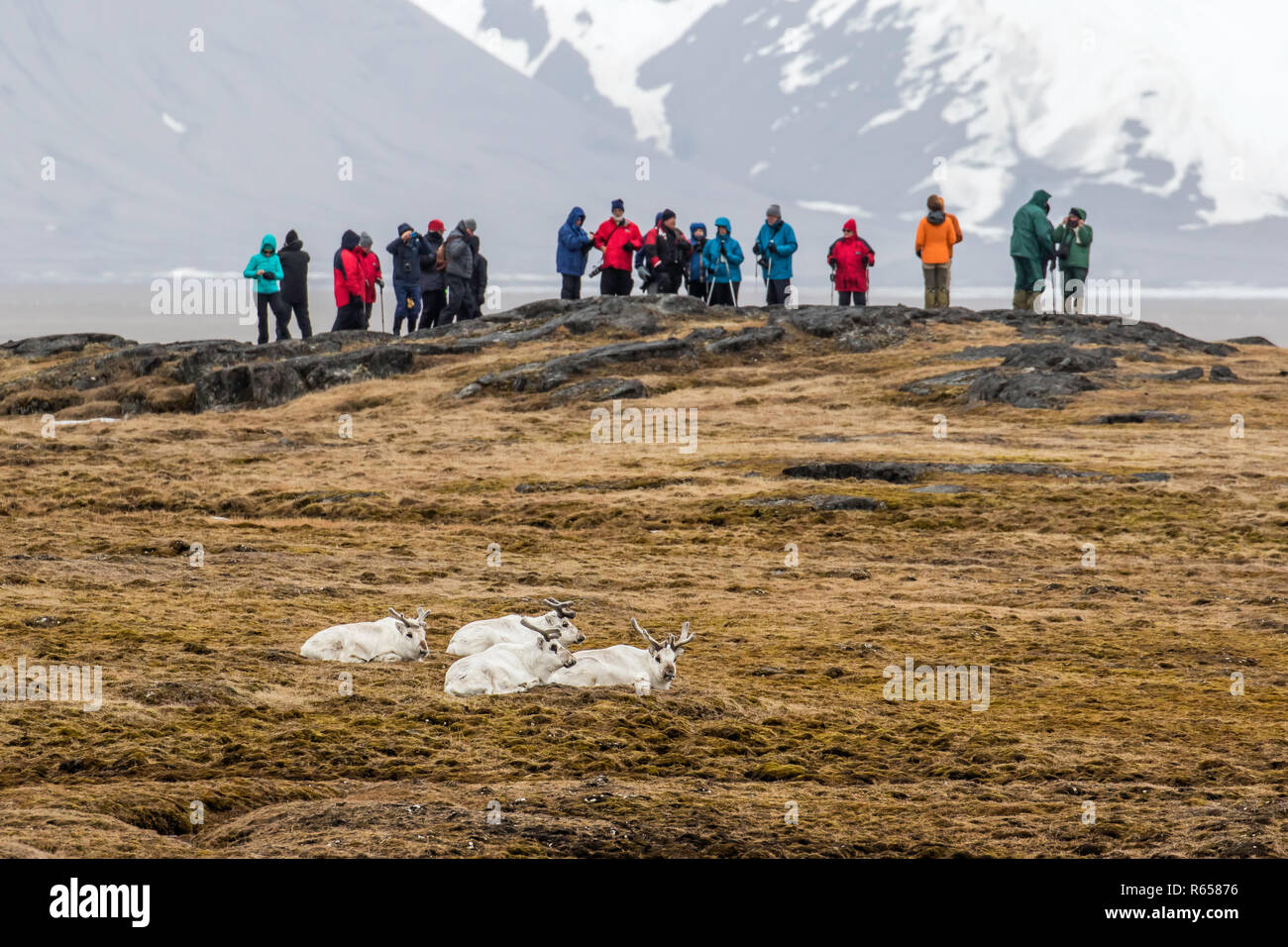 Svalbard reindeer, Rangifer tarandus, bedded down on tundra at Russebuhkta, Edgeøya, Svalbard Archipelago, Norway. Stock Photo