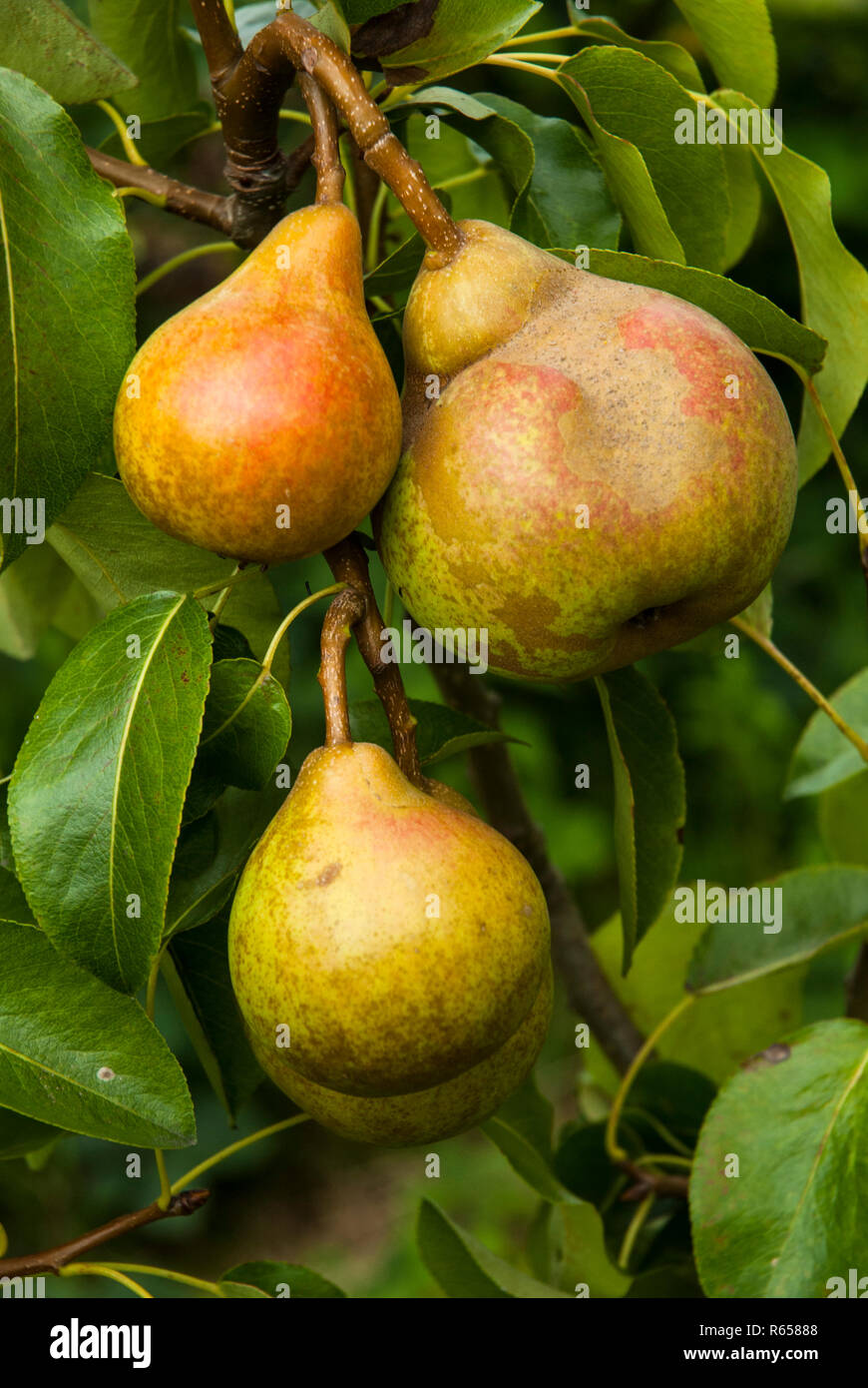 Ripe comice pears (doyenne du comice) growing naturally on a bough in the summer sun. Stock Photo