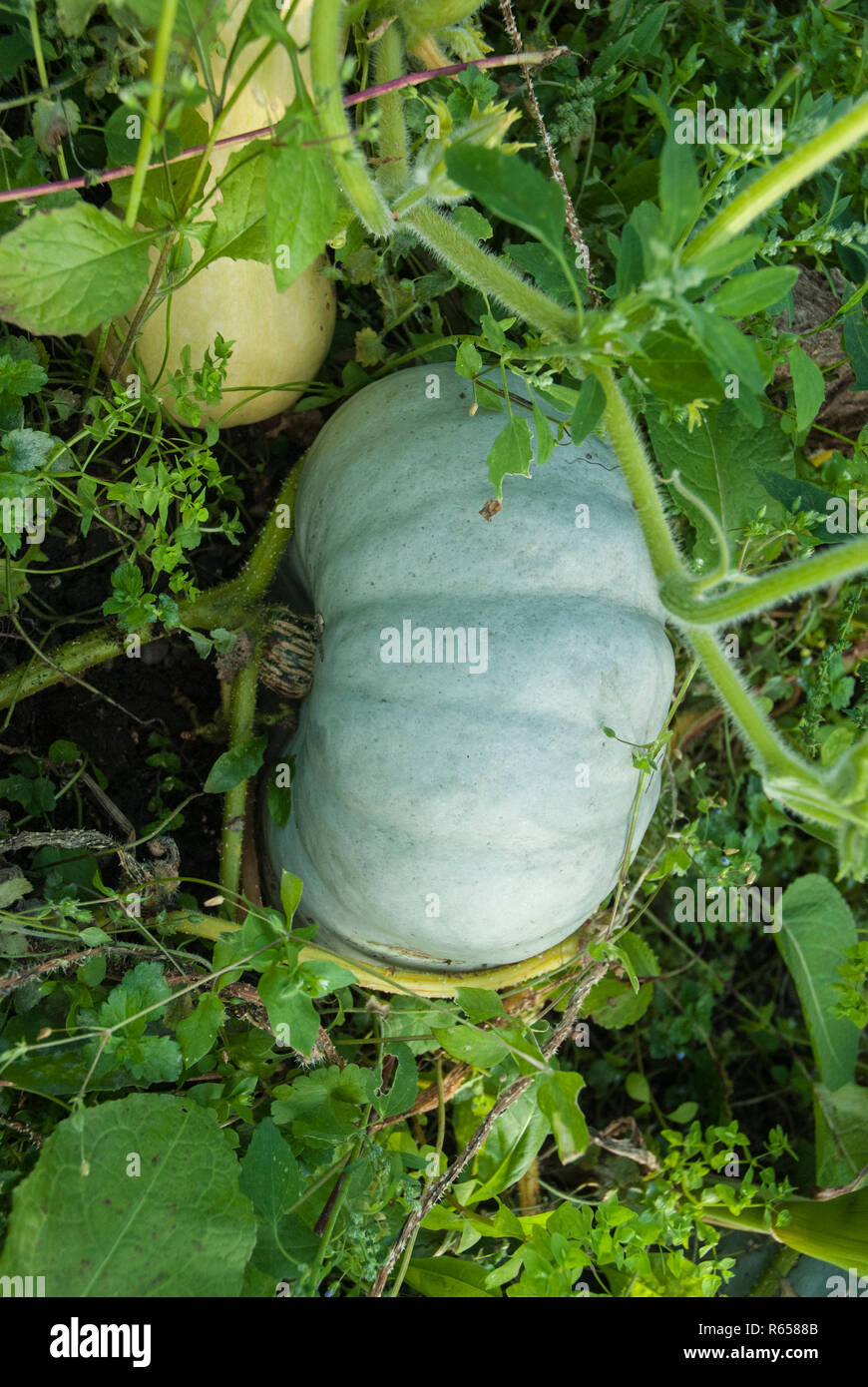 A blue pumpkin 'Crown Prince' growing naturally with foliage Stock Photo