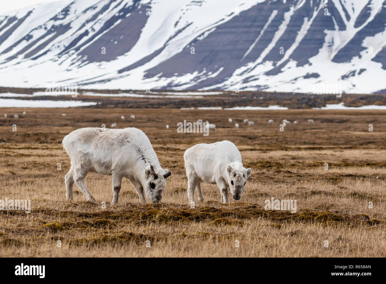 Svalbard reindeer, Rangifer tarandus, grazing on tundra at Russebuhkta, Edgeøya, Svalbard Archipelago, Norway. Stock Photo
