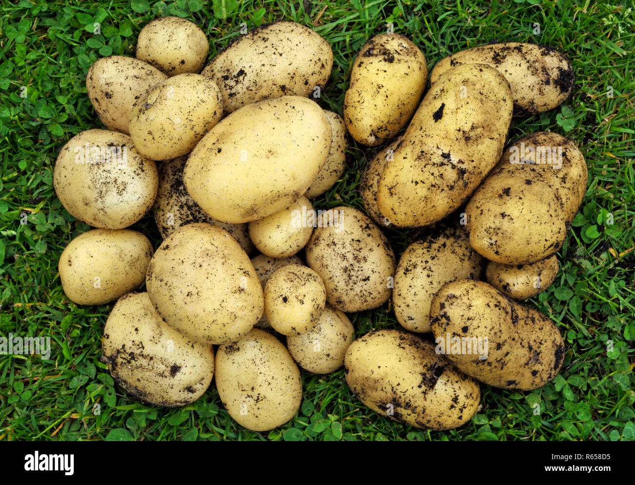 Two varieties of freshly dug home grown new potatoes, first early Swift