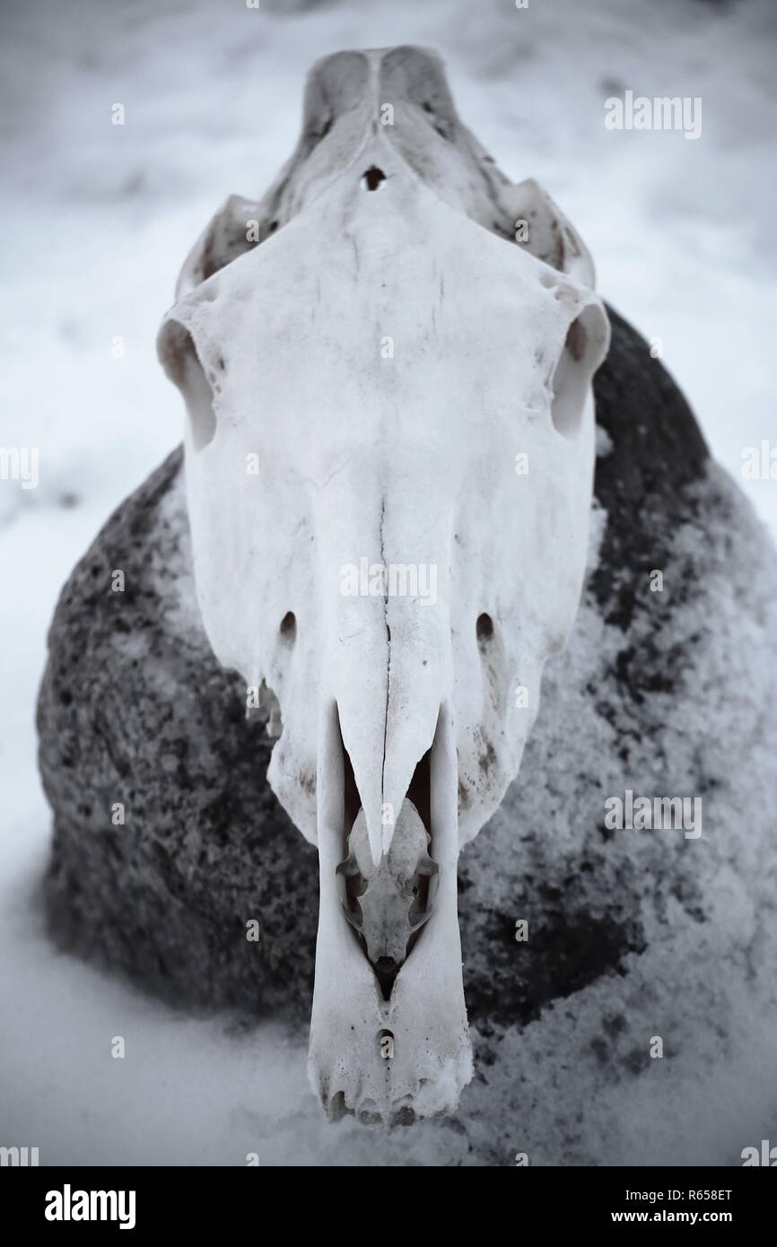 Skulls of a slaughtered horse and pine marten . Stock Photo