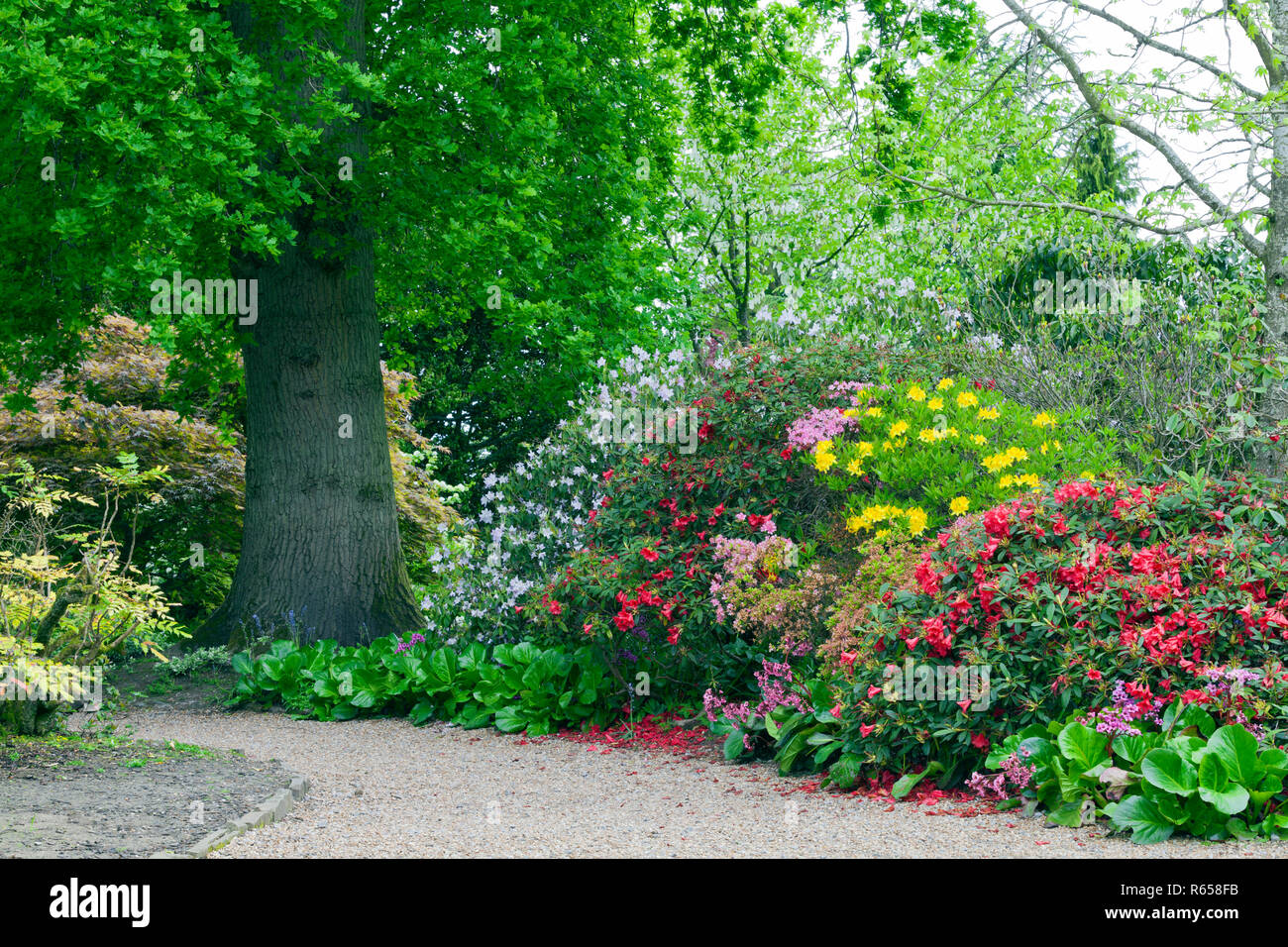 Colourful rhododendrons, azaleas in bloom on a walking path by an oak tree, in a spring lush garden . Stock Photo