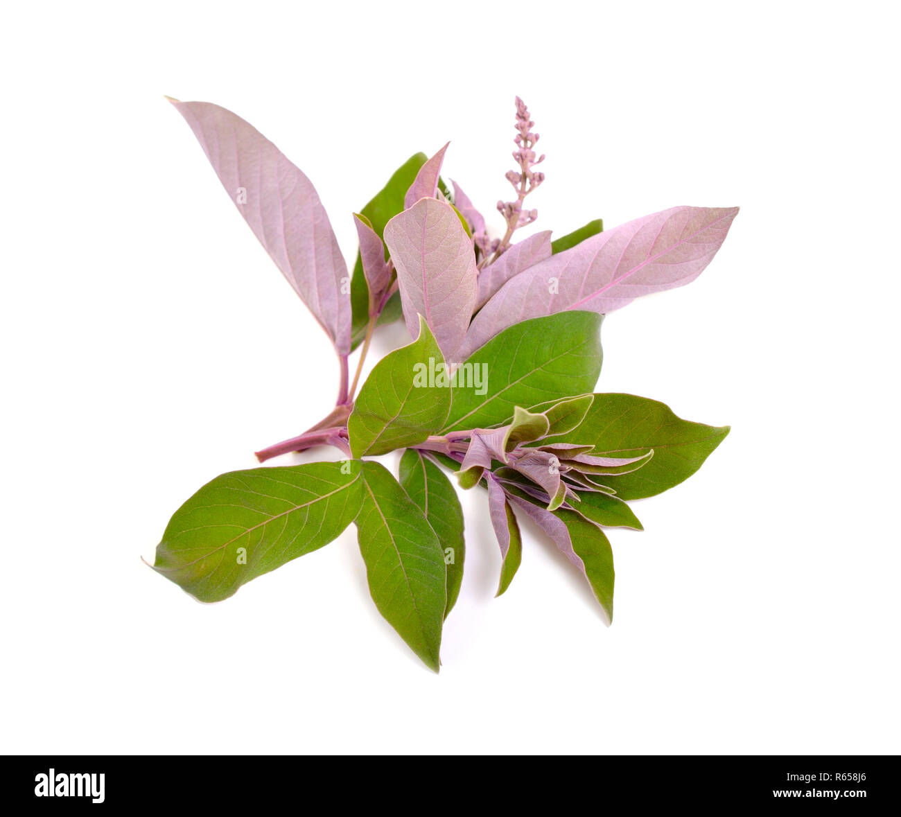 Vitex trifolia var purpurea. Isolated on white background. Stock Photo