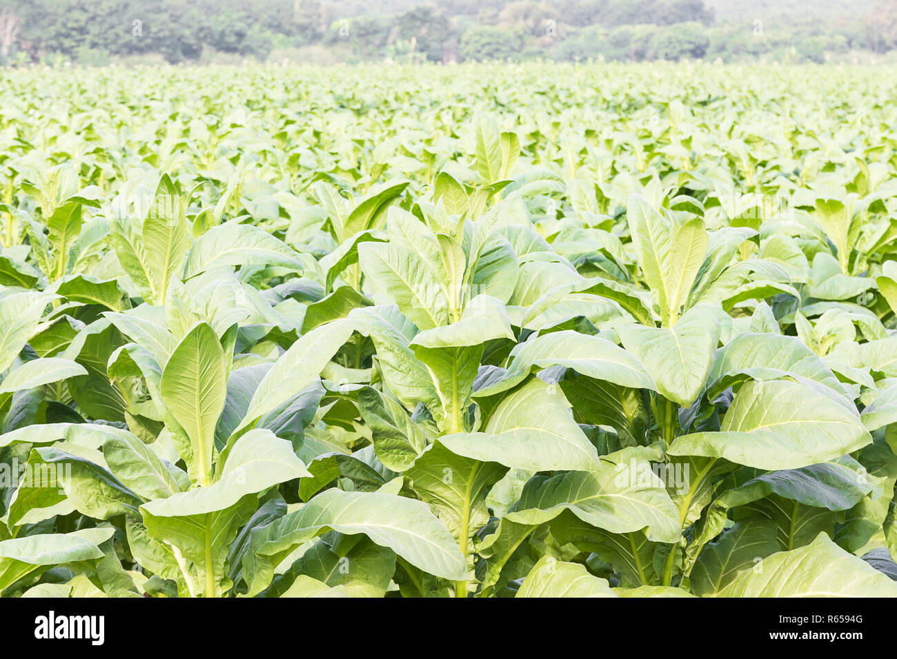 Close up Common tobacco Stock Photo Alamy