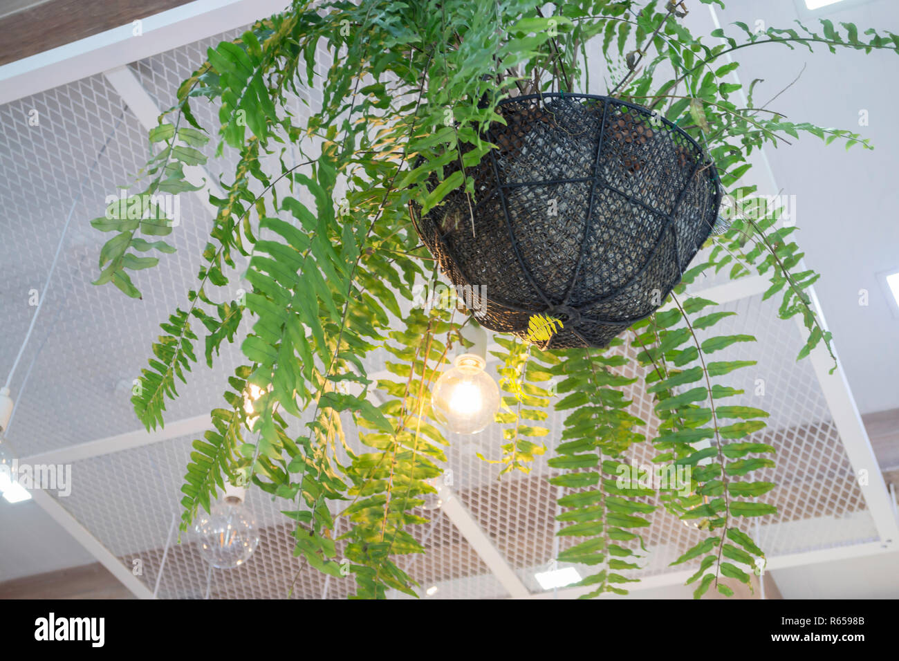 Fern In Plant Pot Hanging On Ceiling Stock Photo 227539771