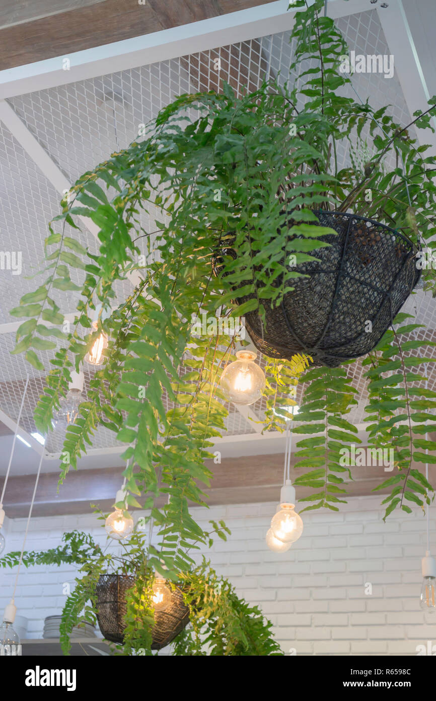 Fern In Plant Pot Hanging On Ceiling Stock Photo 227539772