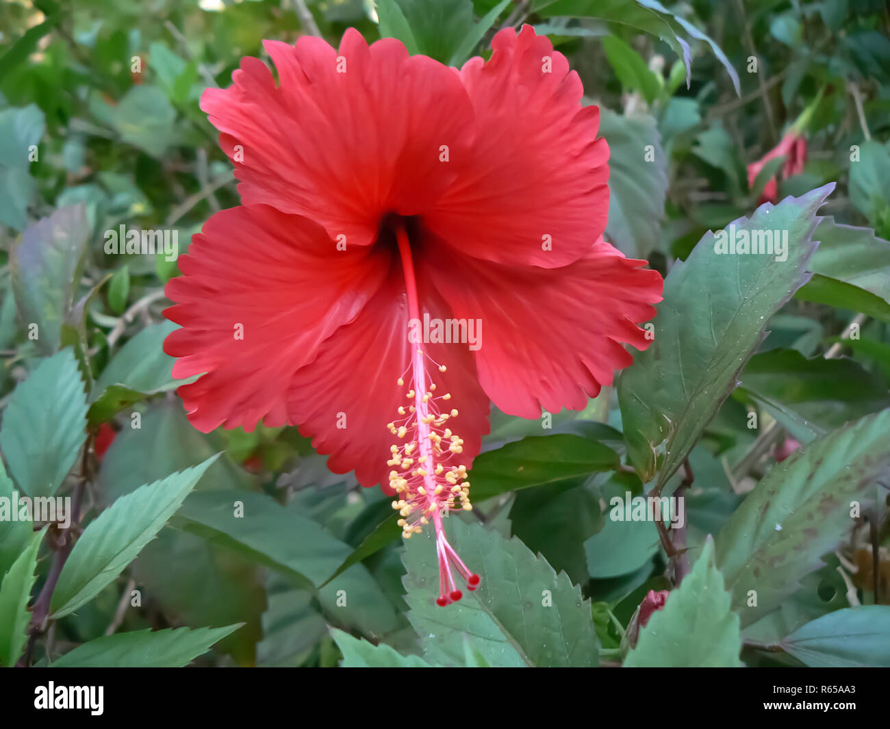 Hibiscus Flowers In Different Colors Stock Photo Alamy