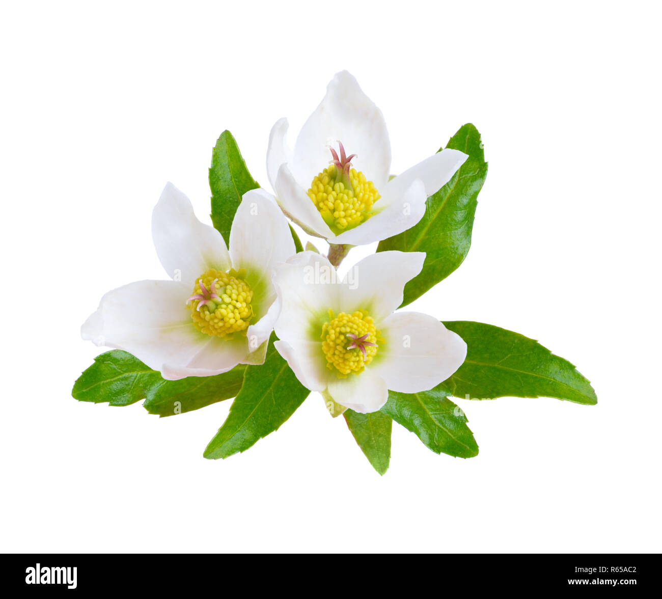 Hellebore, Commonly known as hellebores or 'winter rose', 'Christmas rose' and 'Lenten rose'. Isolated. Stock Photo