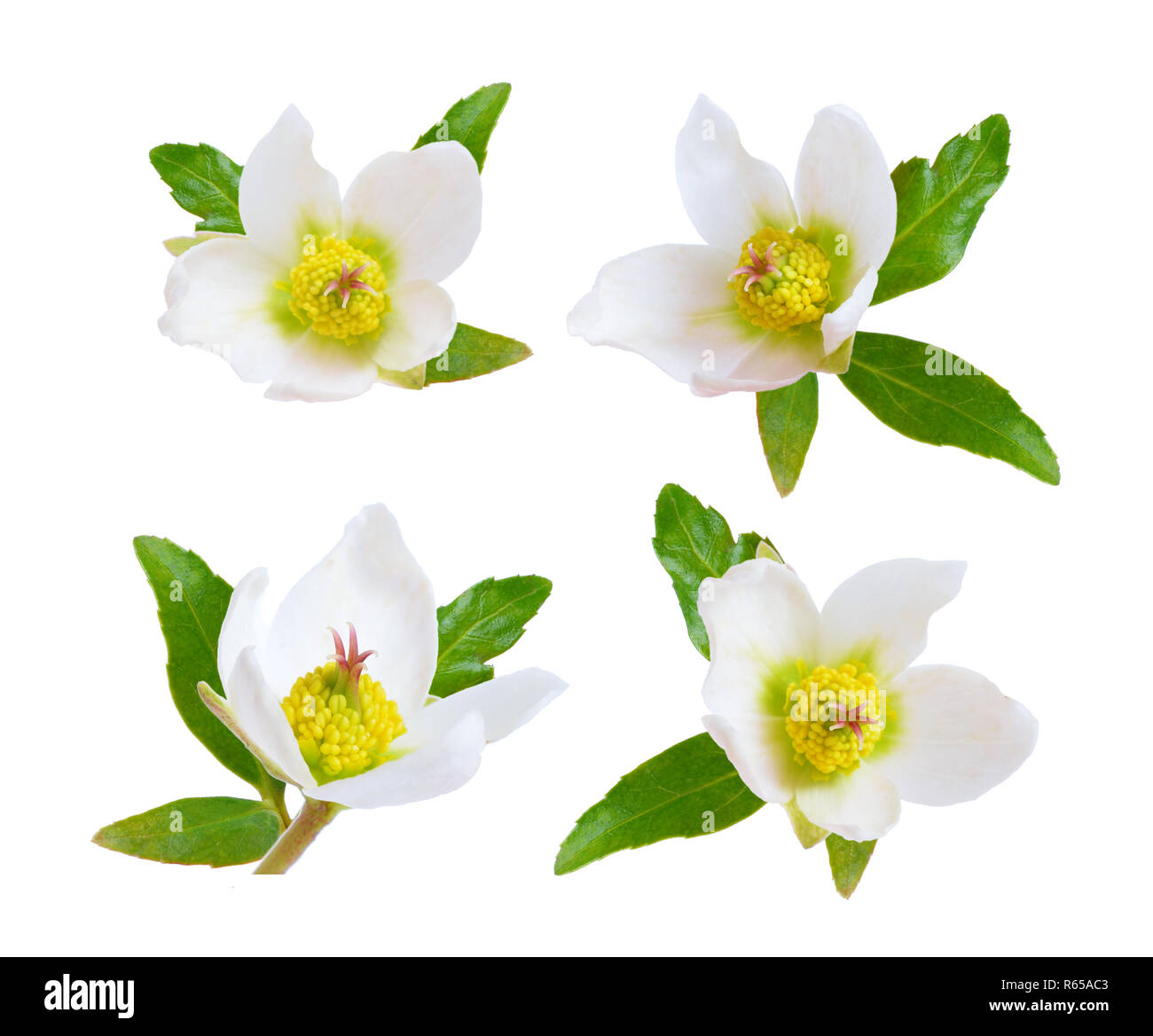 Hellebore, Commonly known as hellebores or 'winter rose', 'Christmas rose' and 'Lenten rose'. Isolated. Stock Photo