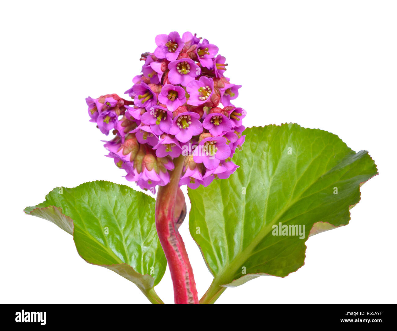 Bergenia crassifolia. Common names for the species include heart-leaved bergenia, heartleaf bergenia, leather bergenia, winter-blooming bergenia, elep Stock Photo