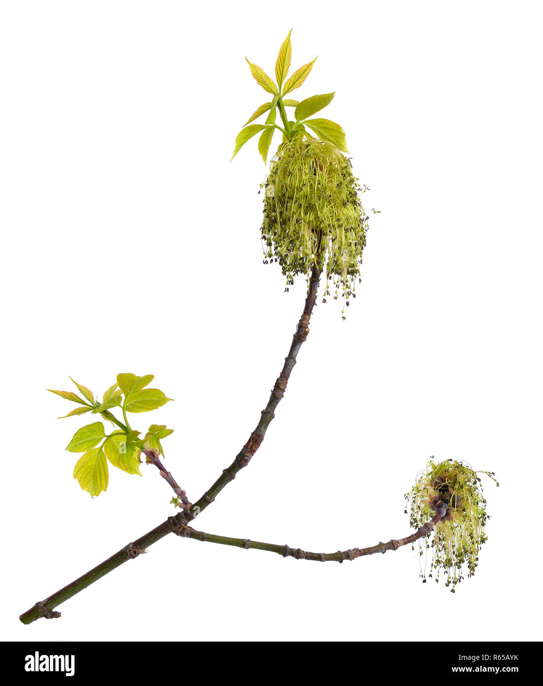Acer negundo or Manitoba, occasionally, elf maple. Box elder, boxelder, ash-leaved, ash or ashleaf maple. Twig with flowers. ISolated. Stock Photo