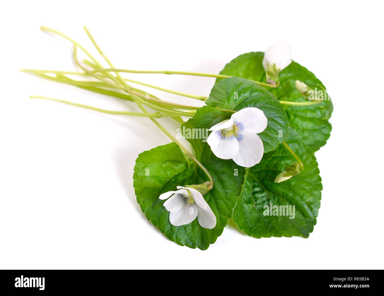 Viola alba, commonly known as white violet. Isolated. Stock Photo