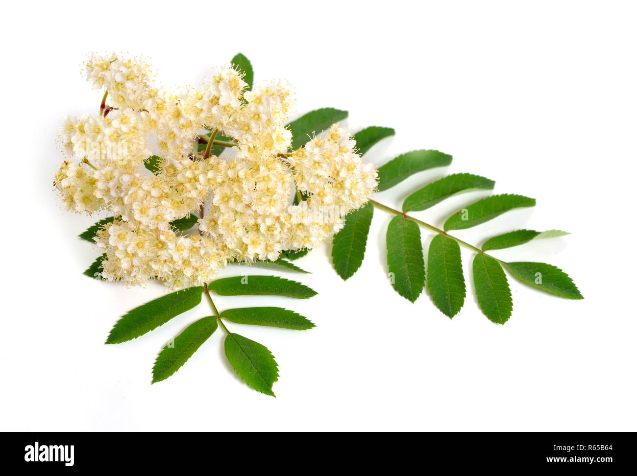 Sorbus aucuparia flowers isolated on white background Stock Photo - Alamy