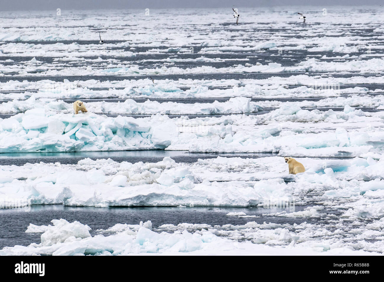 Polar bears on ice pack, Ursus maritimus, on spring fast ice on the eastern coast of Edgeøya, Svalbard Archipelago, Norway. Stock Photo
