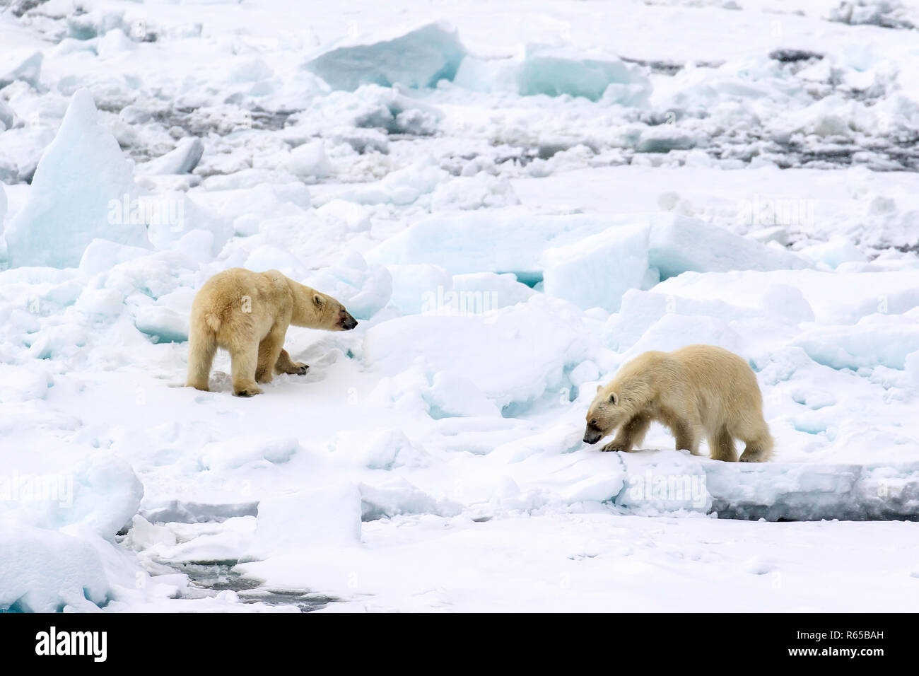 A pair of adult polar bears, Ursus maritimus, on spring fast ice on the eastern coast of Edgeøya, Svalbard, Norway. Stock Photo