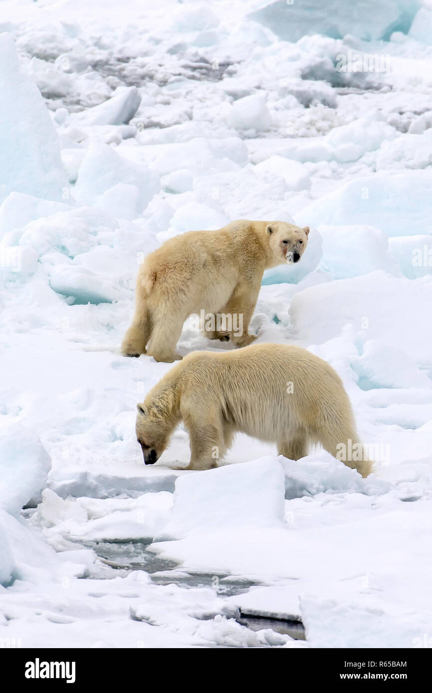 Portrait of two polar bears, Ursus maritimus, on spring fast ice on the eastern coast of Edgeøya, Svalbard, Norway. Stock Photo