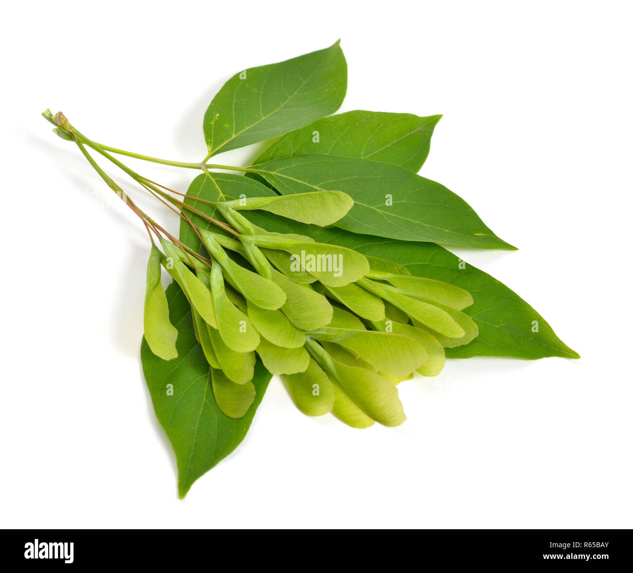 Acer negundo or Manitoba, occasionally, elf maple. Box elder, boxelder, ash-leaved, ash or ashleaf maple. Leaves with green seeds. ISolated. Stock Photo