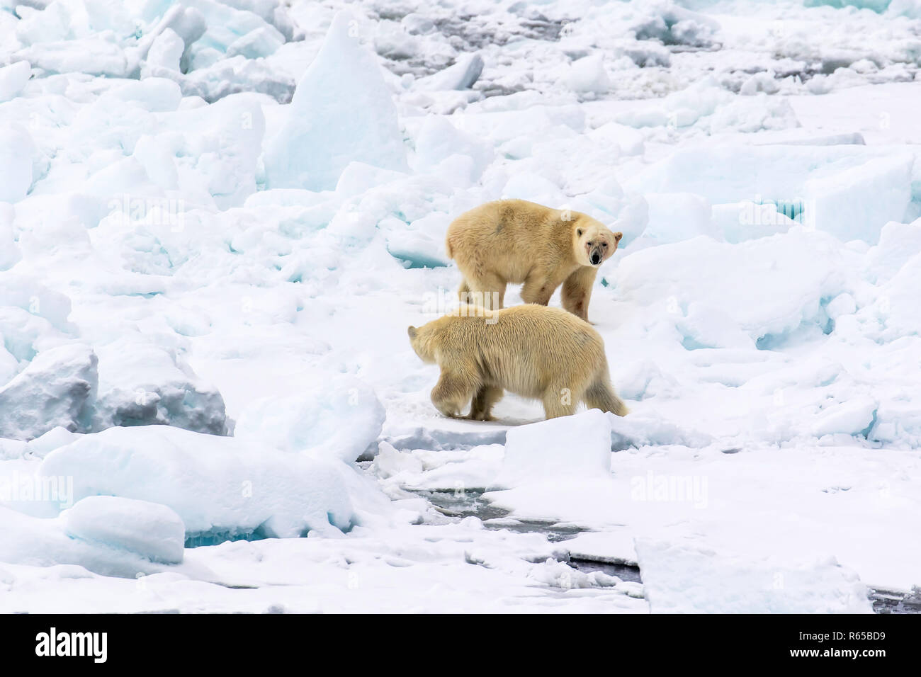 A pair of adult polar bears, Ursus maritimus, on spring fast ice on the eastern coast of Edgeøya, Svalbard, Norway. Stock Photo