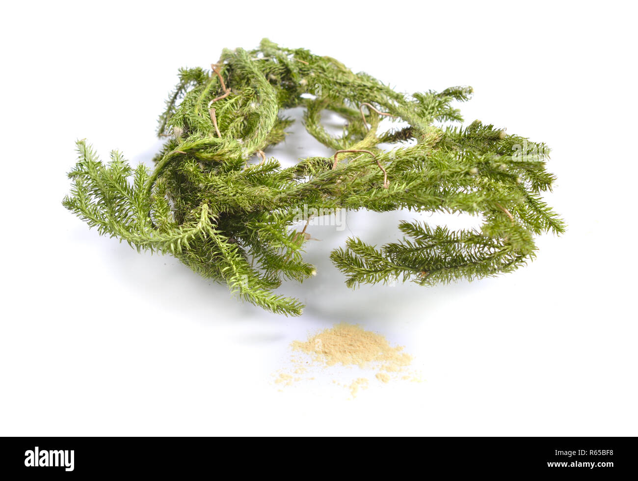 Dried medicinal herbs raw materials isolated on white. Plant with powder of Lycopodium clavatum, club moss, stag's-horn clubmoss, running clubmoss or  Stock Photo