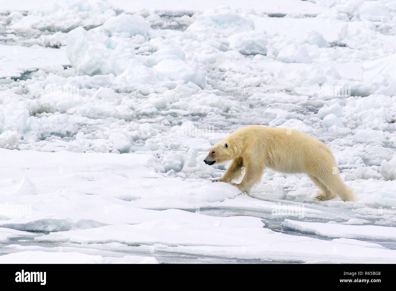 An adult polar bear, Ursus maritimus, walking on spring fast ice on the eastern coast of Edgeøya, Svalbard, Norway. Stock Photo