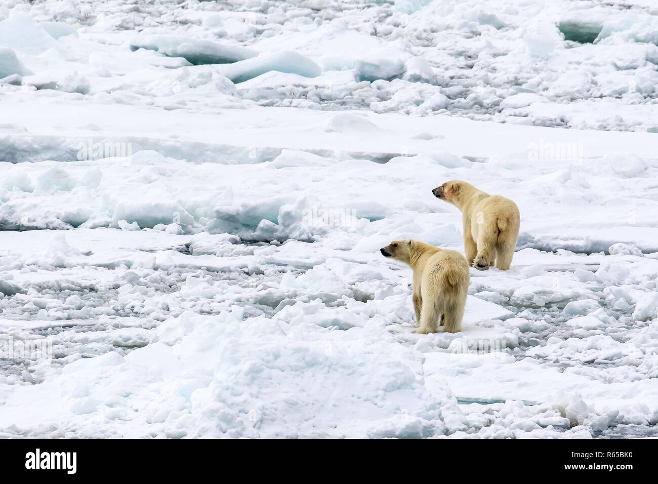 A pair of adult polar bears, Ursus maritimus, searching for food on spring fast ice on the eastern coast of Edgeøya, Svalbard, Norway. Stock Photo