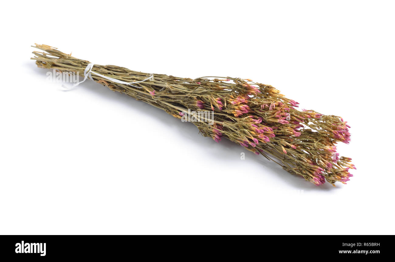 Dried medicinal herbs raw materials isolated on white. Centaurium (Centaury) Stock Photo