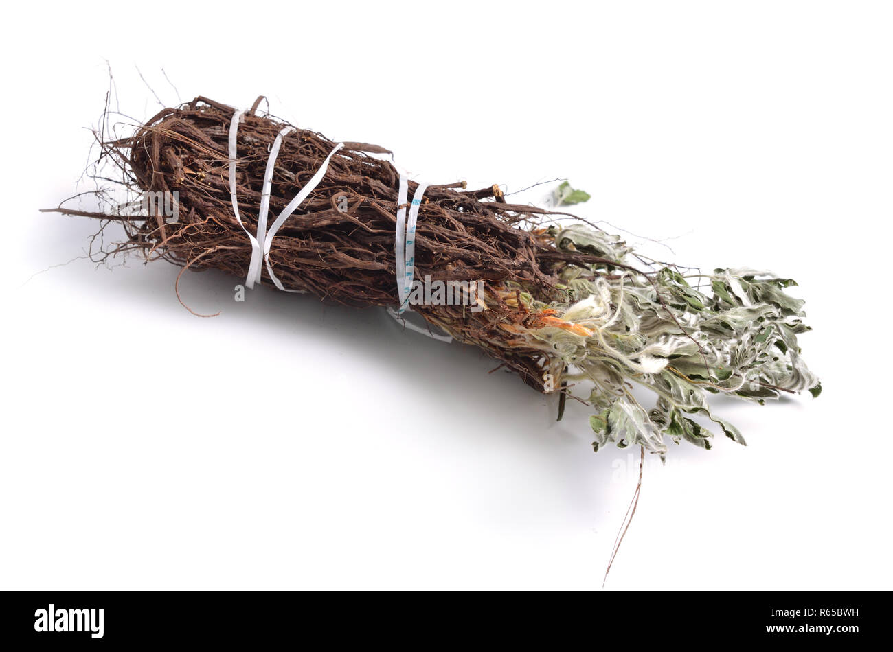 Dried medicinal herbs raw materials isolated on white. Potentilla alba. Stock Photo