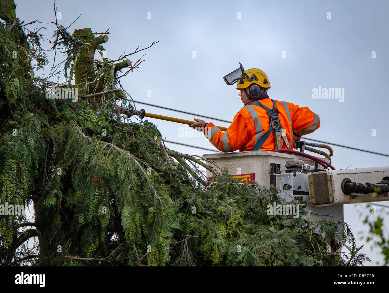 An arborist trims trees around power lines in New Zealand Stock Photo