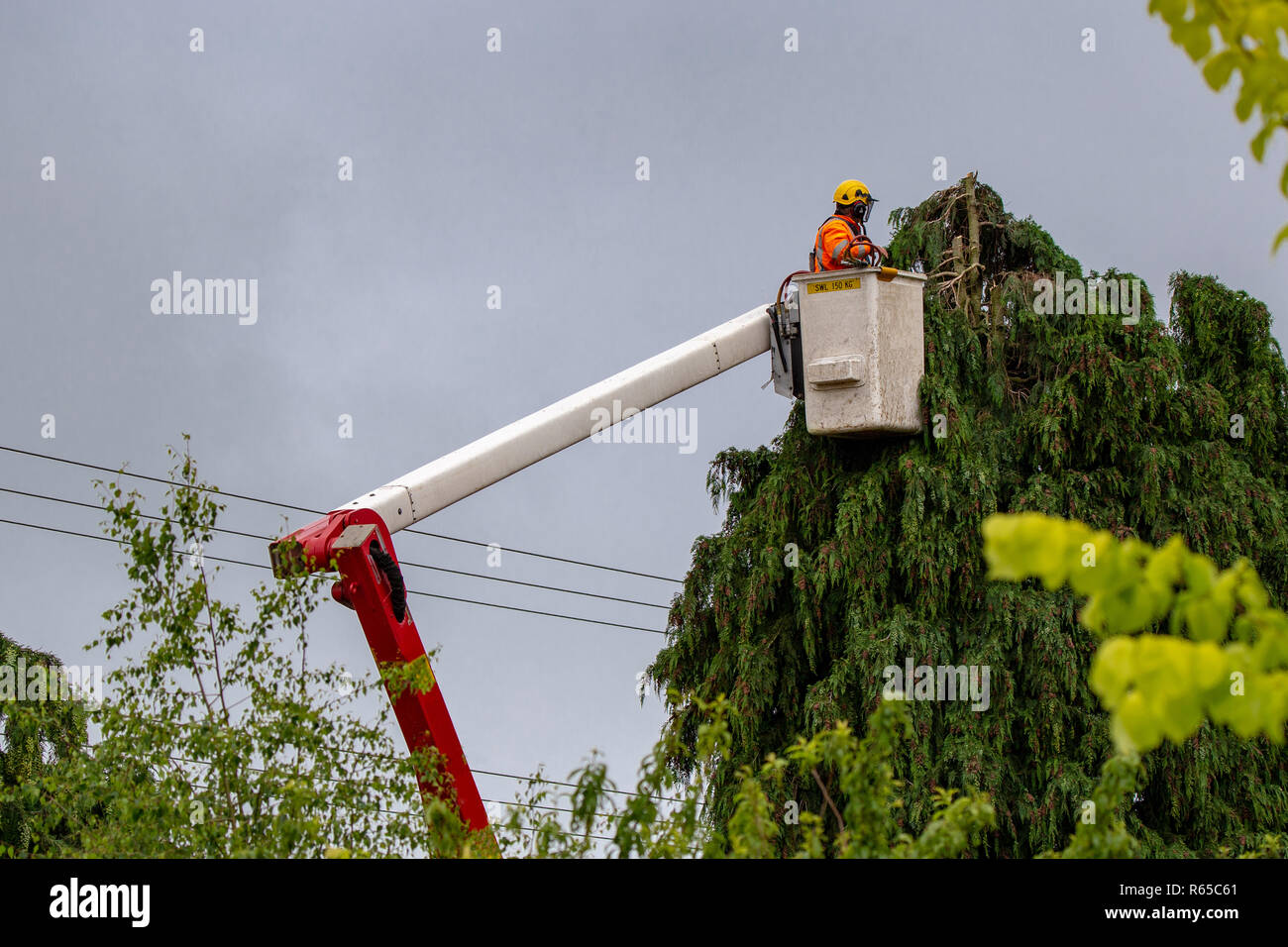 An arborist trims trees around power lines in New Zealand Stock Photo