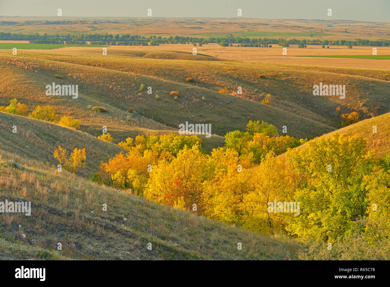 Green ash trees in the coulees in autumn colour, Fort Peck Indian