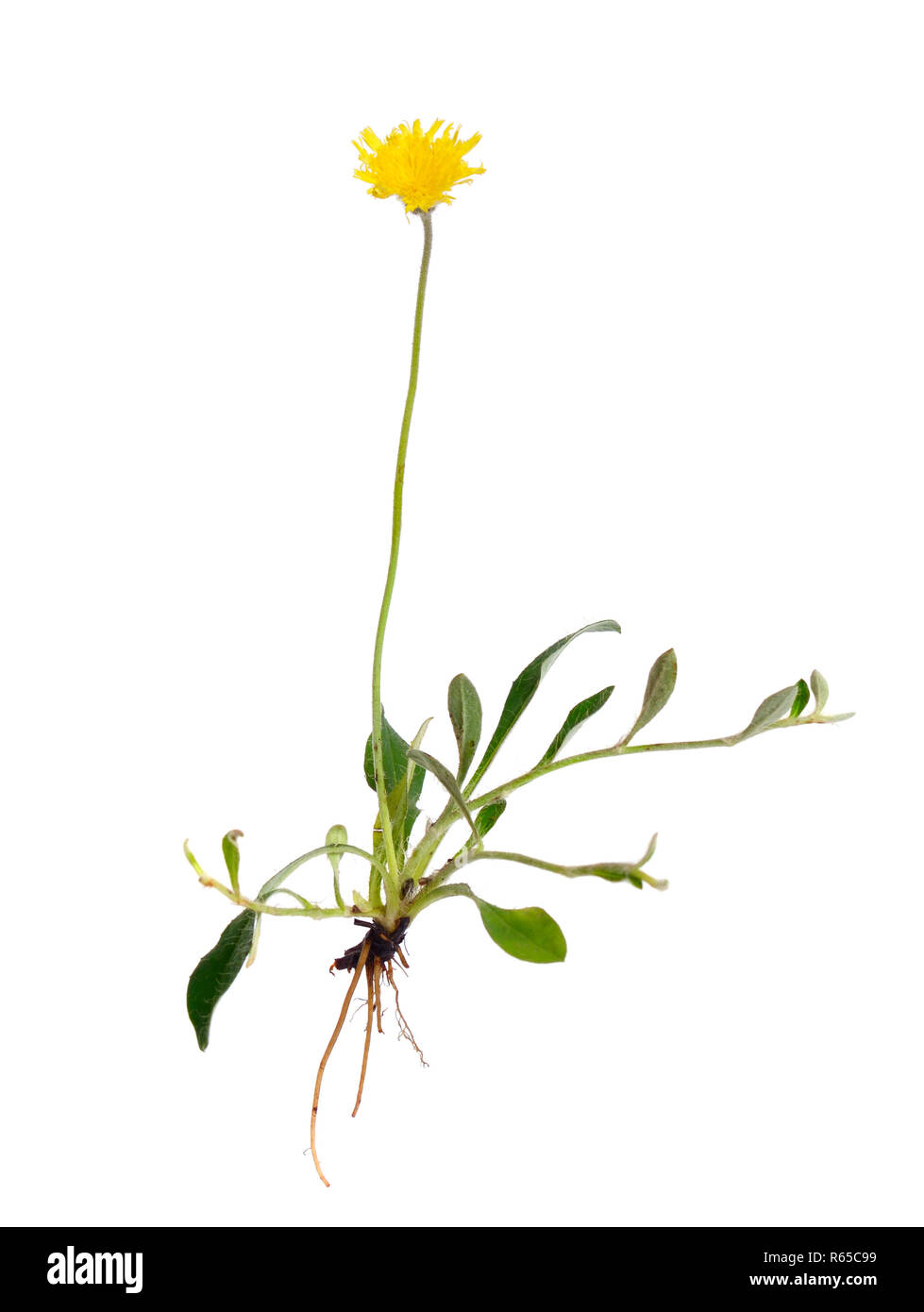 Hieracium pilosella (Pilosella officinarum), known as mouse-ear hawkweed. Isolated on white background. Stock Photo