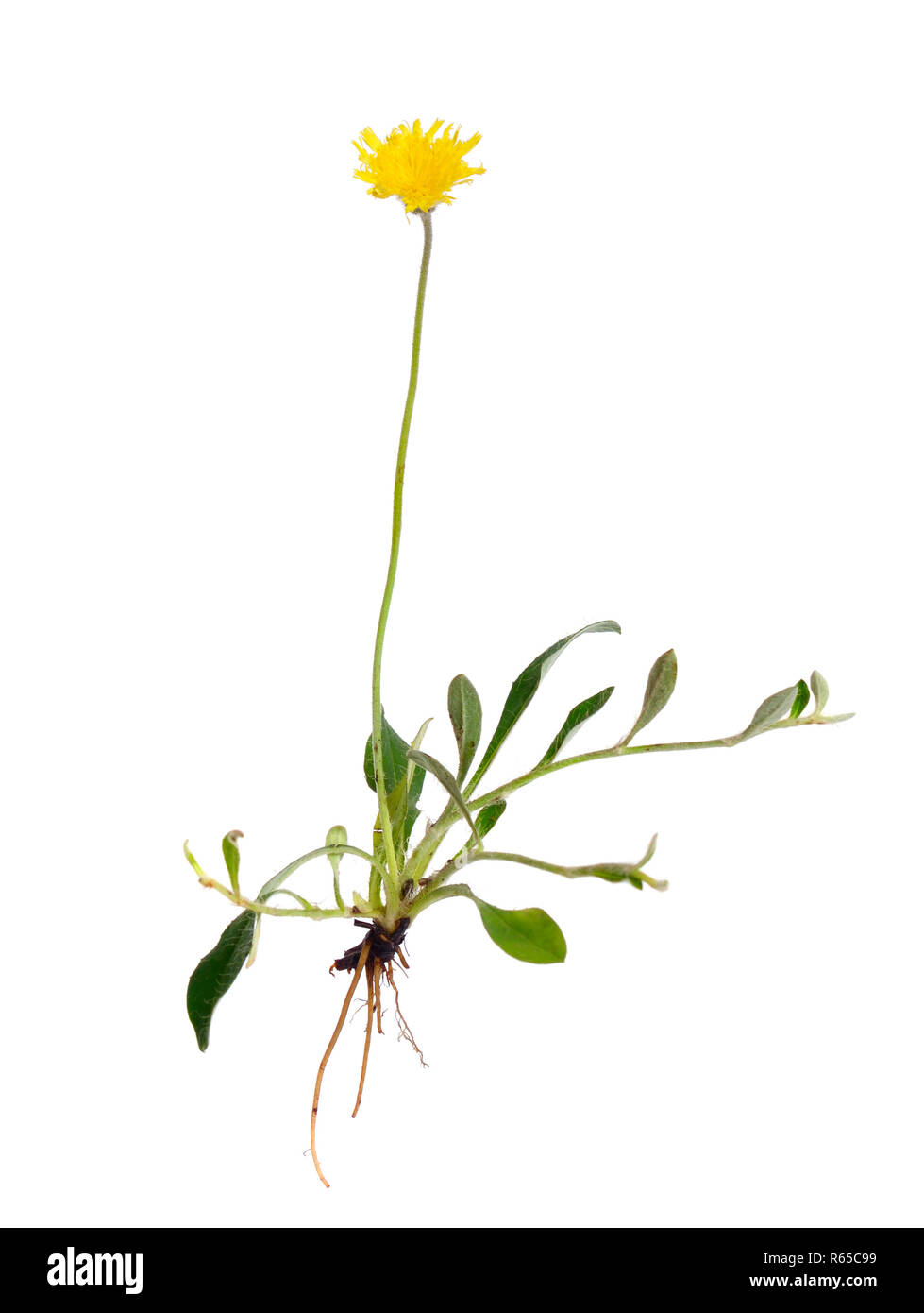 Mouse-ear Hawkweed (Hieracium Pilosella Stock Photo - Alamy