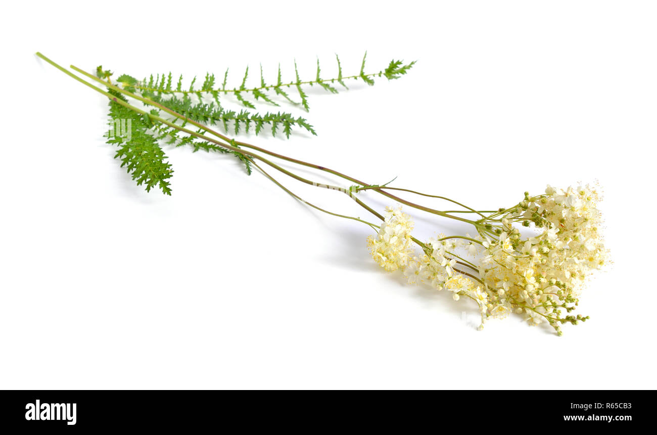 Filipendula vulgaris, commonly known as dropwort or fern-leaf dropwort. Isolated on white. Stock Photo