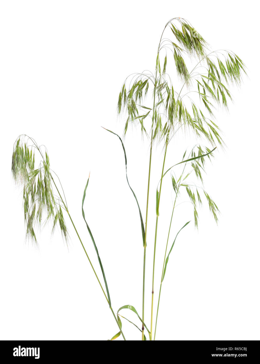 Bromus tectorum, known as drooping brome or cheatgrass. Isolated. Stock Photo