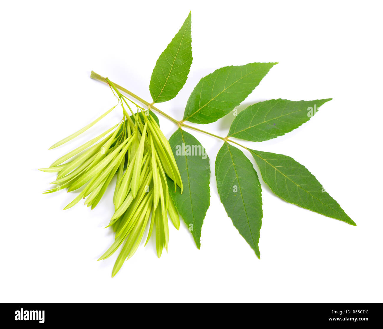 Fraxinus excelsior, known as the ash, or European ash. Green leaves with seeds. ISolated on white. Stock Photo