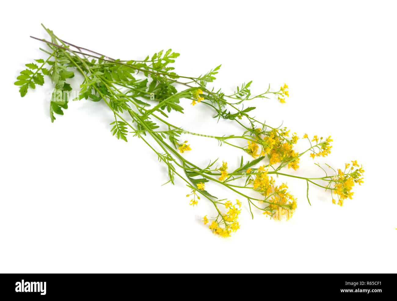 Rorippa sylvestris (the creeping yellowcress, keek, or yellow fieldcress) Isolated on white background. Stock Photo
